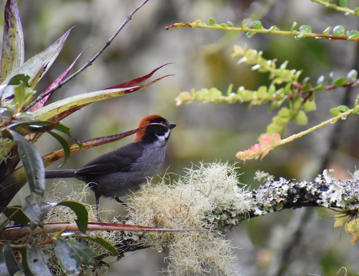Northern Slaty Brushfinch - ML448883101