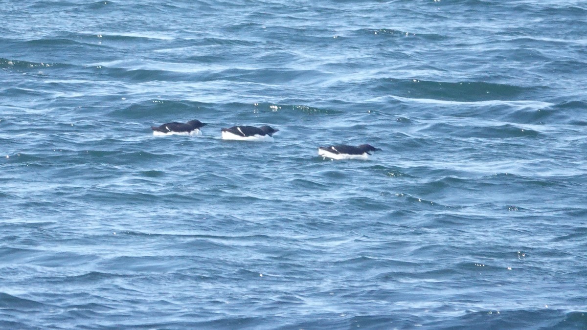 Thick-billed Murre - Barry Day