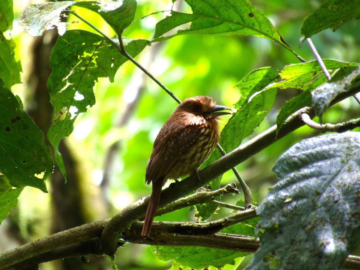 White-whiskered Puffbird - ML448883241