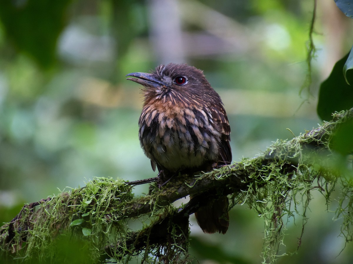 White-whiskered Puffbird - ML448883251