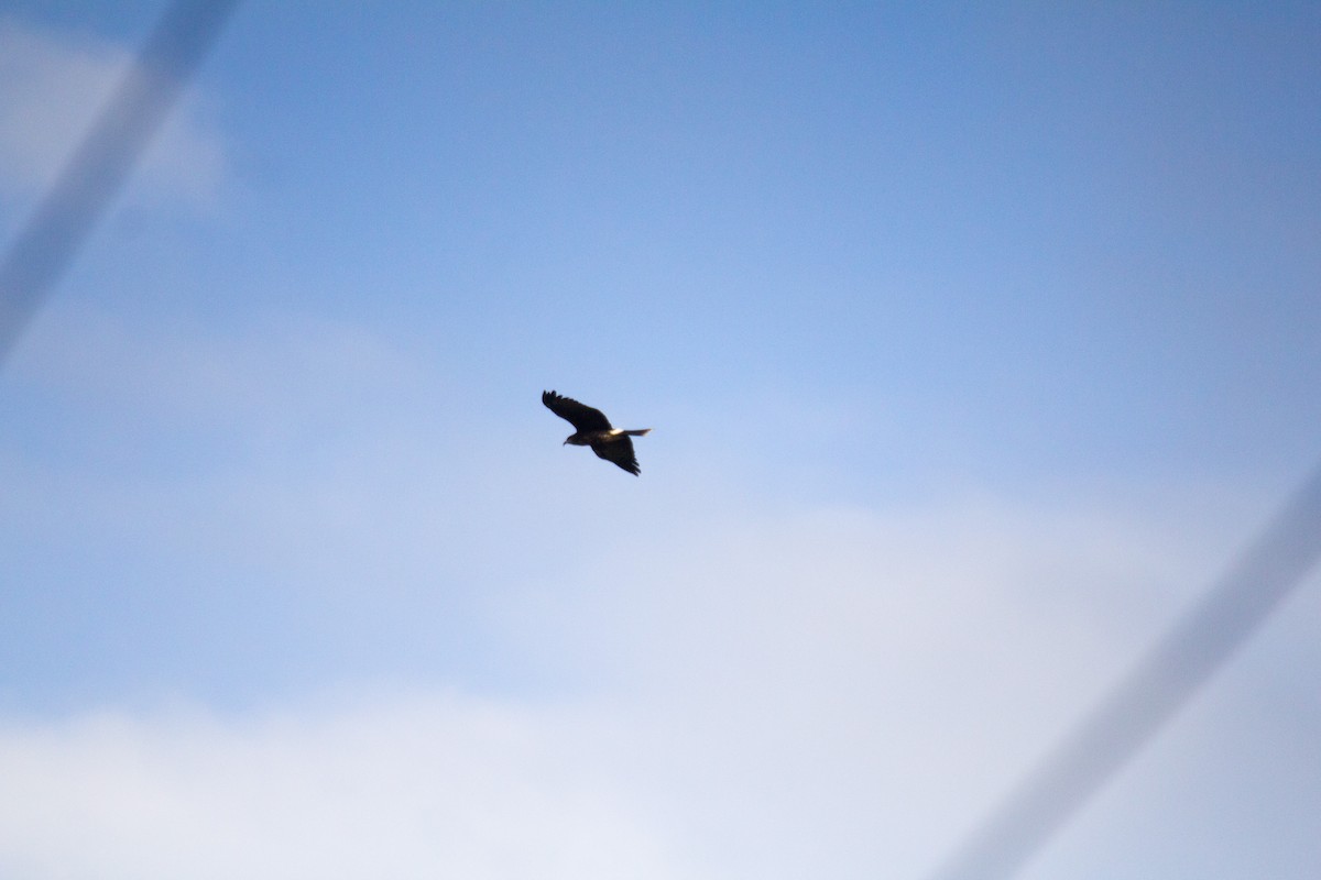Snail Kite - ML44888361