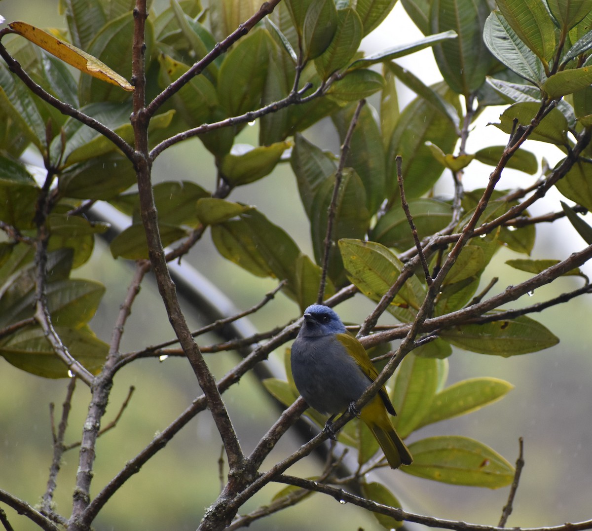 Blue-capped Tanager - ML448883861