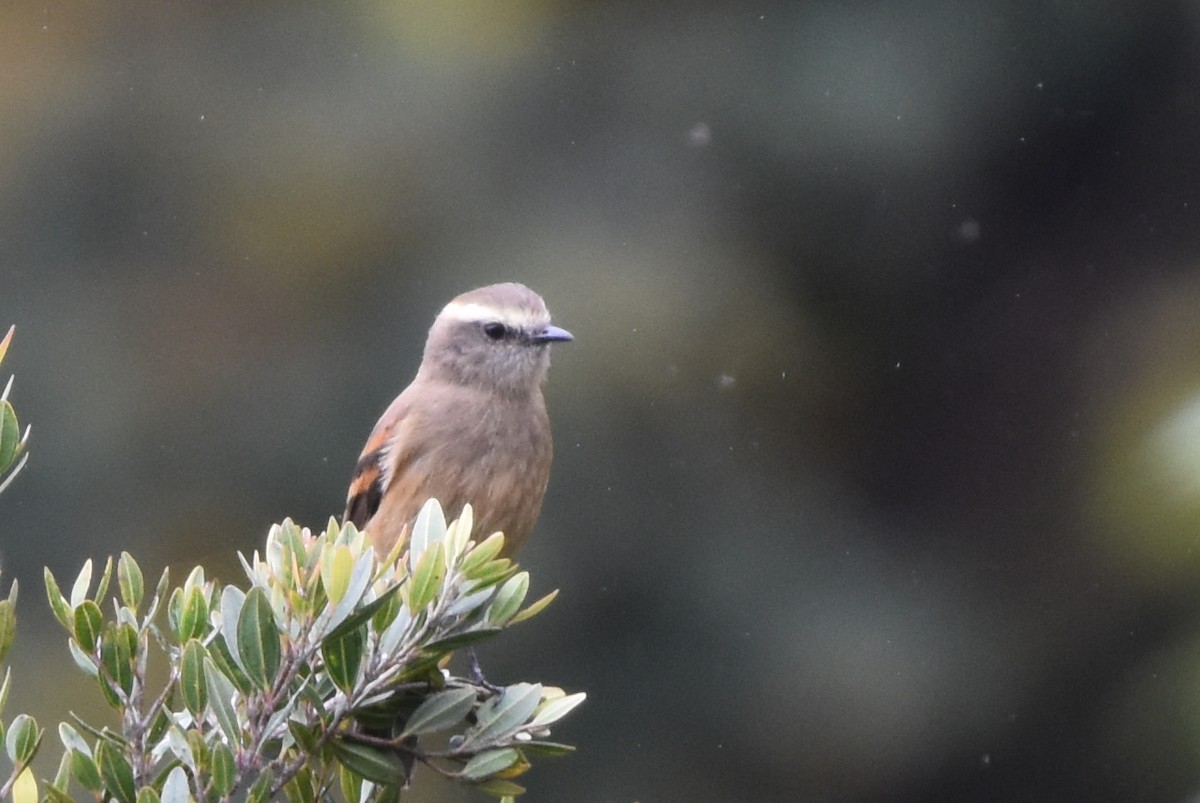 Brown-backed Chat-Tyrant - ML448884931