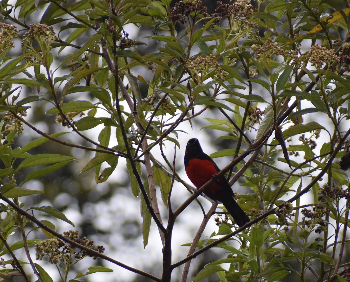Scarlet-bellied Mountain Tanager - ML448885191