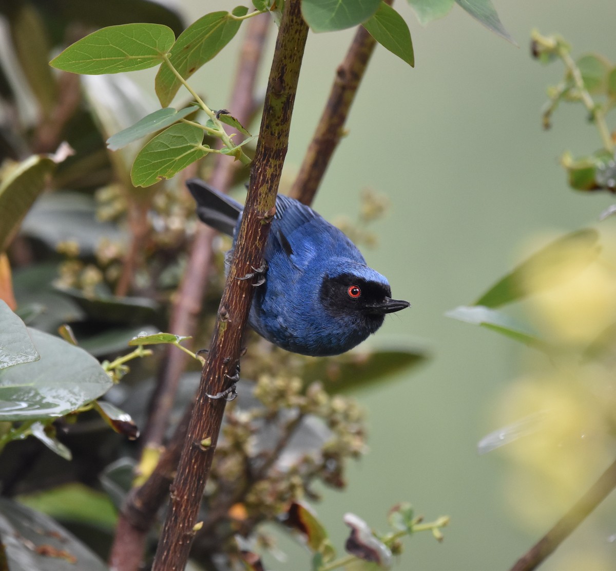 Masked Flowerpiercer - ML448885501