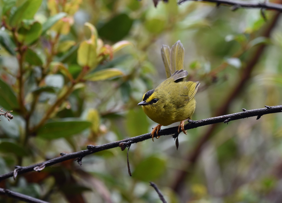 Black-crested Warbler - ML448885781