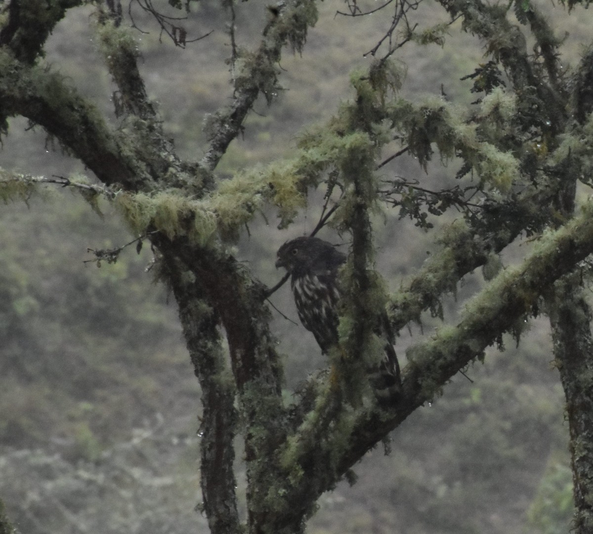 White-rumped Hawk - ML448886001