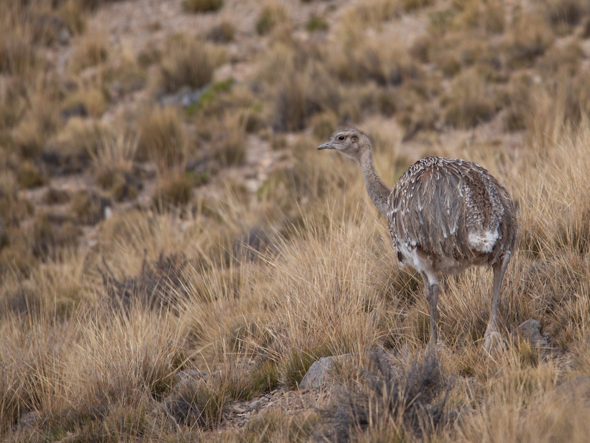 Lesser Rhea - ML448886241