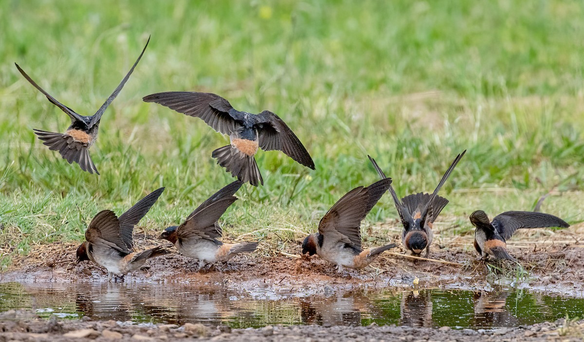 Cliff Swallow - ML448886281