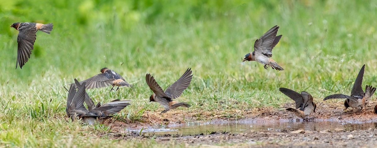 Cliff Swallow - ML448886301