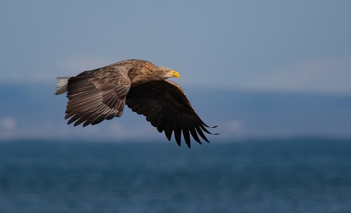 White-tailed Eagle - ML448886901