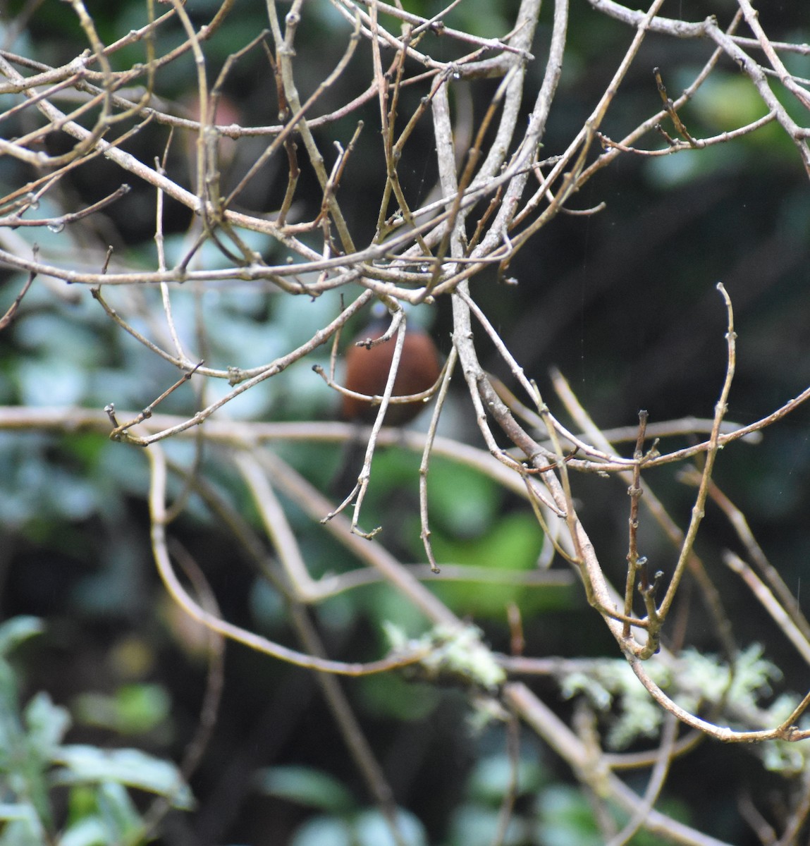 Chestnut-bellied Chat-Tyrant - ML448887511