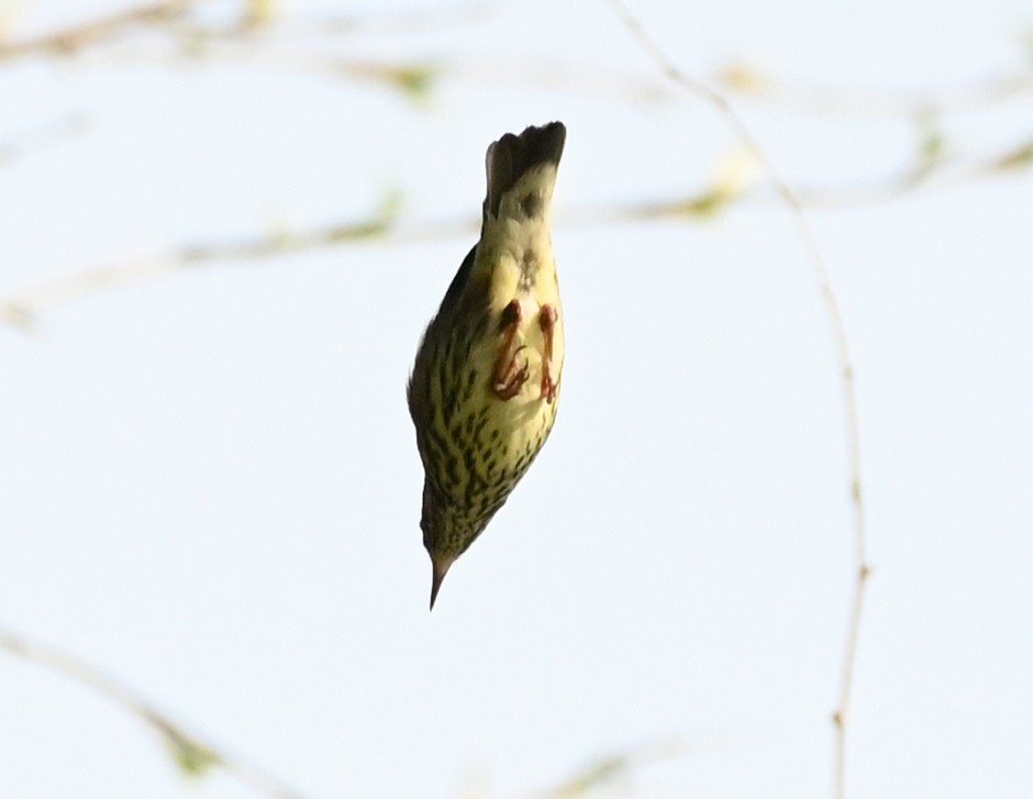 Northern Waterthrush - FELIX-MARIE AFFA'A