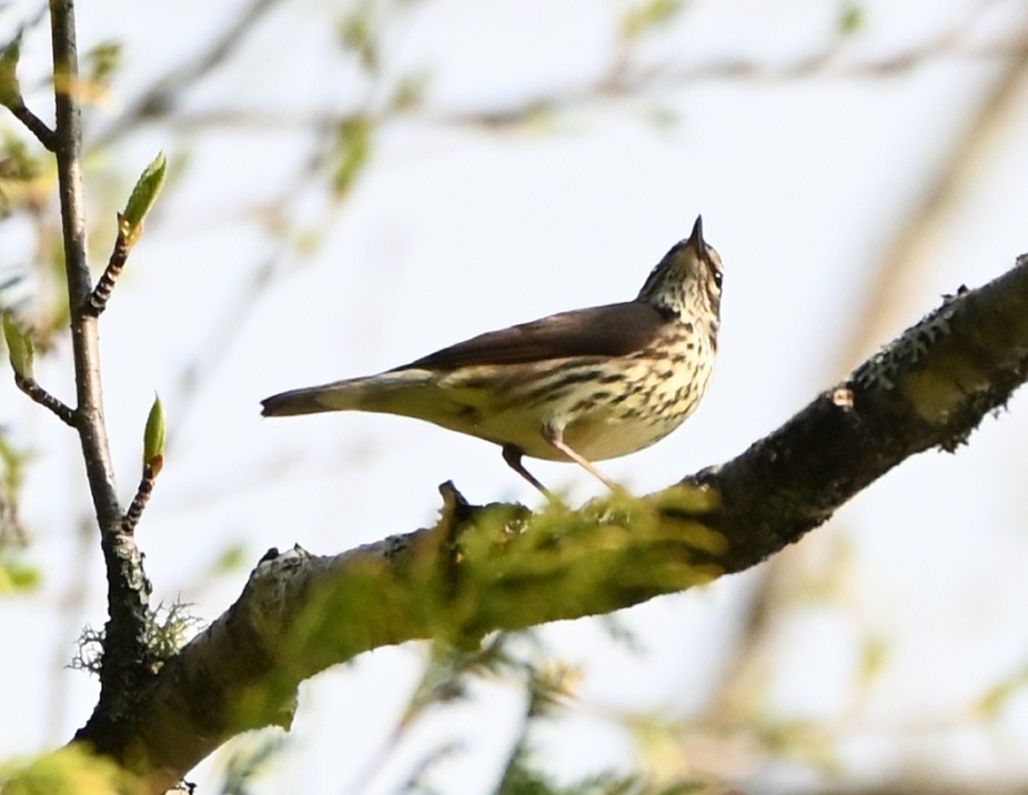 Northern Waterthrush - FELIX-MARIE AFFA'A