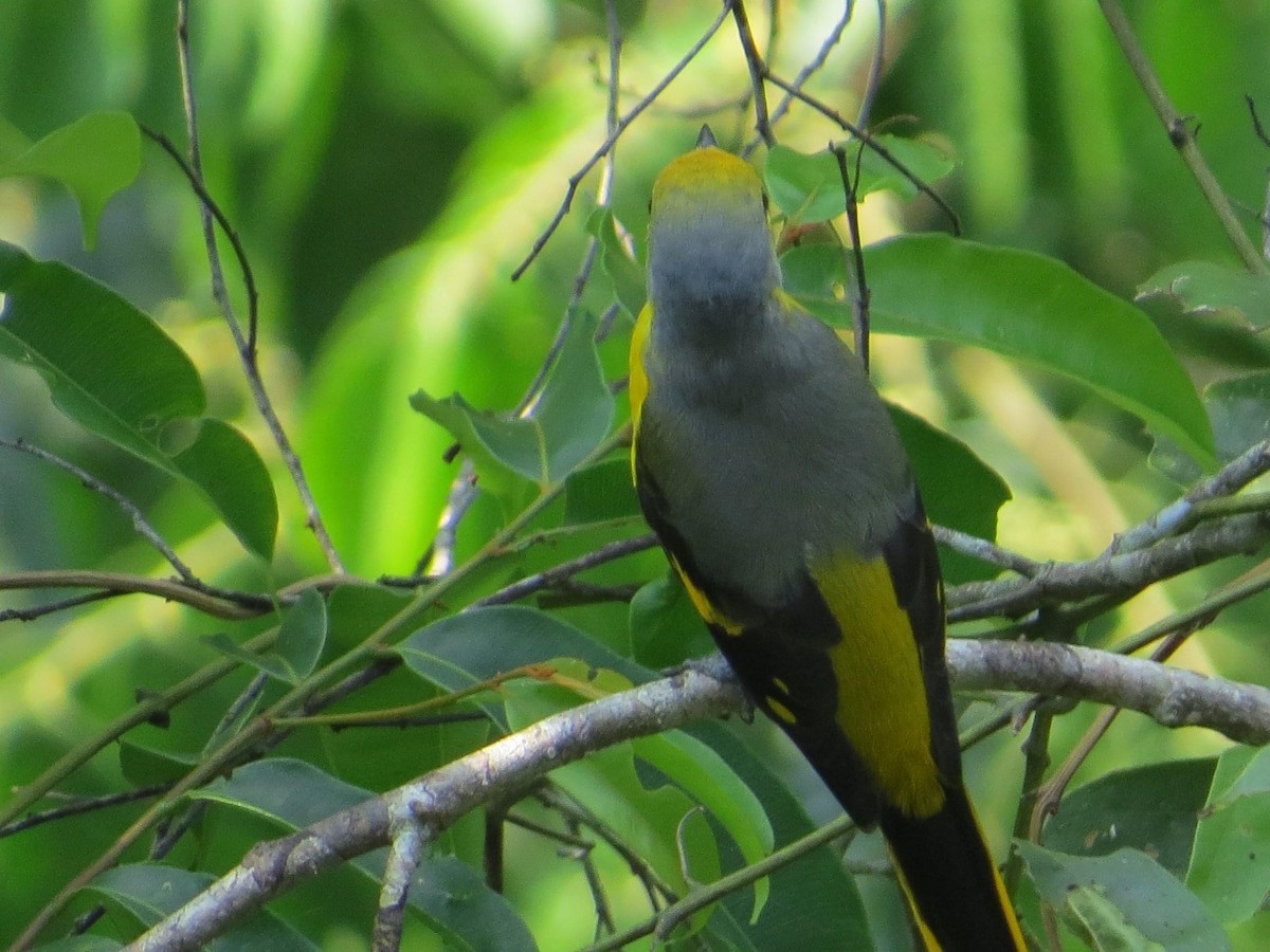 Short-billed Minivet - Duang SVS