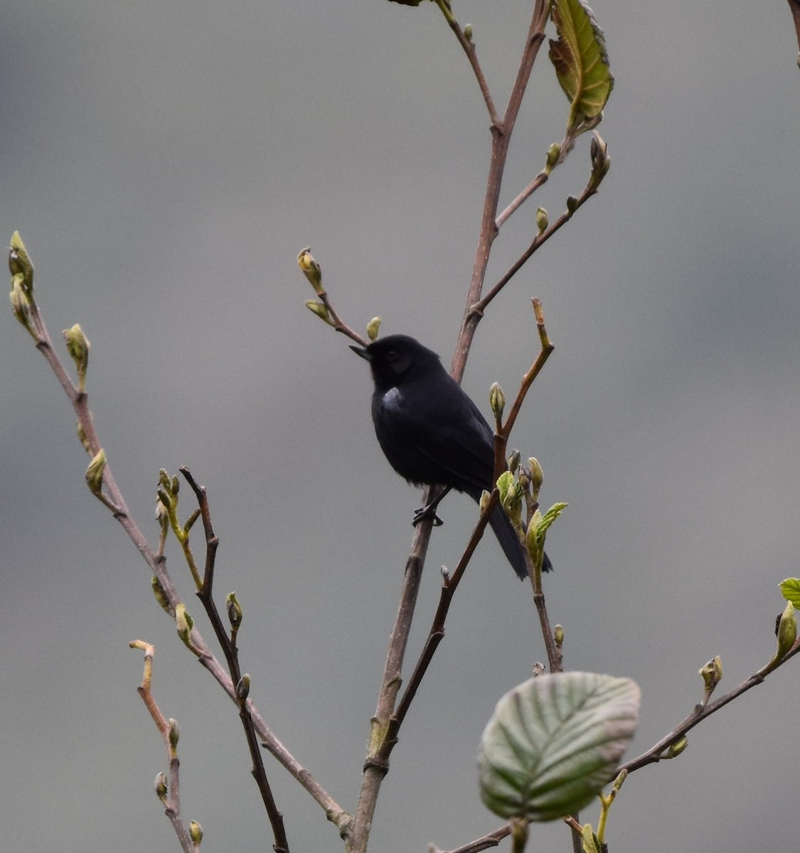 Black Flowerpiercer - ML448888661