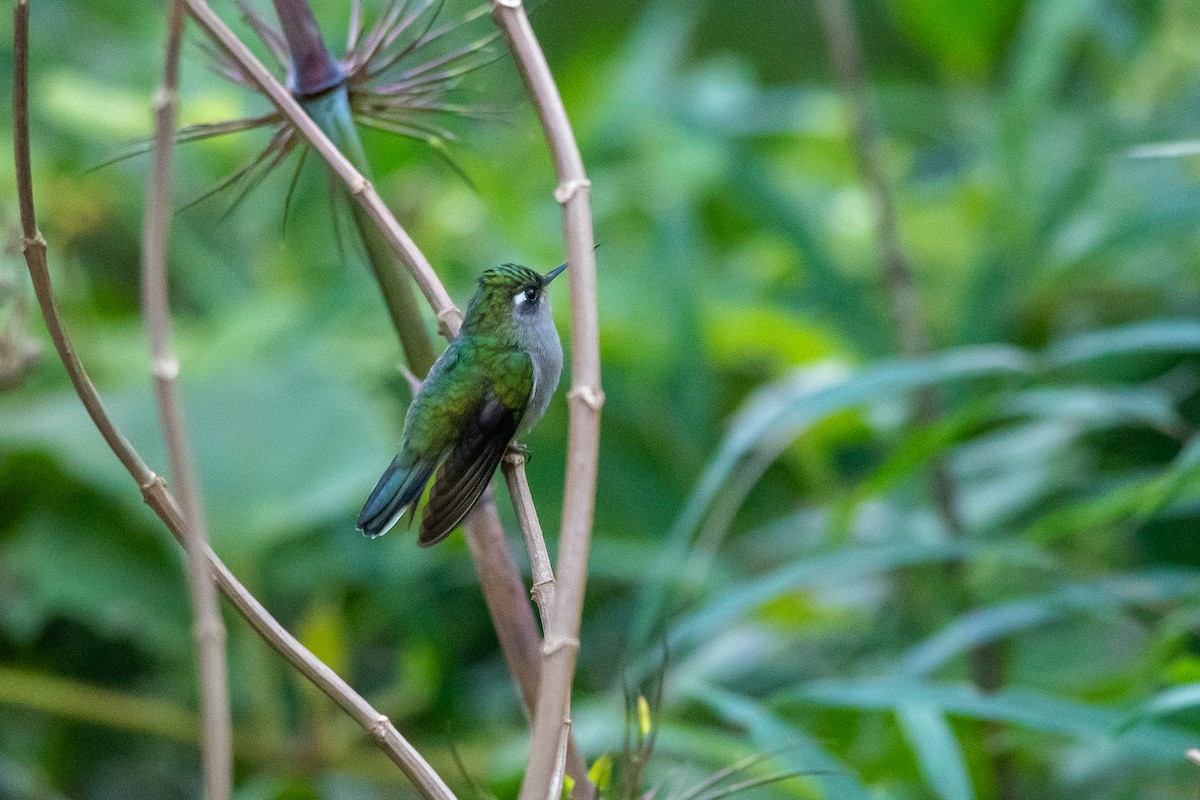 Green-crowned Plovercrest - ML448888691