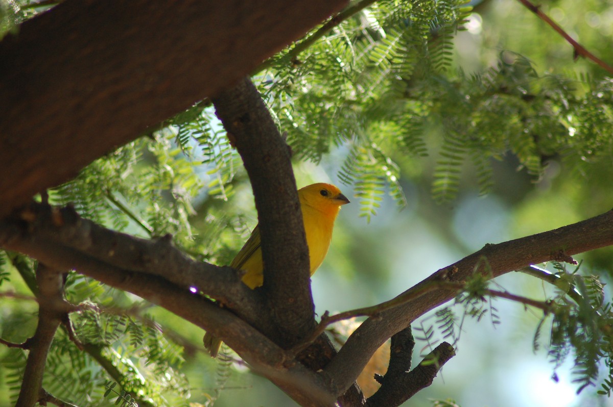 Saffron Finch - Keith Leonard