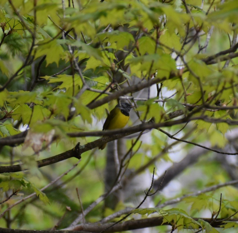 Mourning Warbler - ML448889601