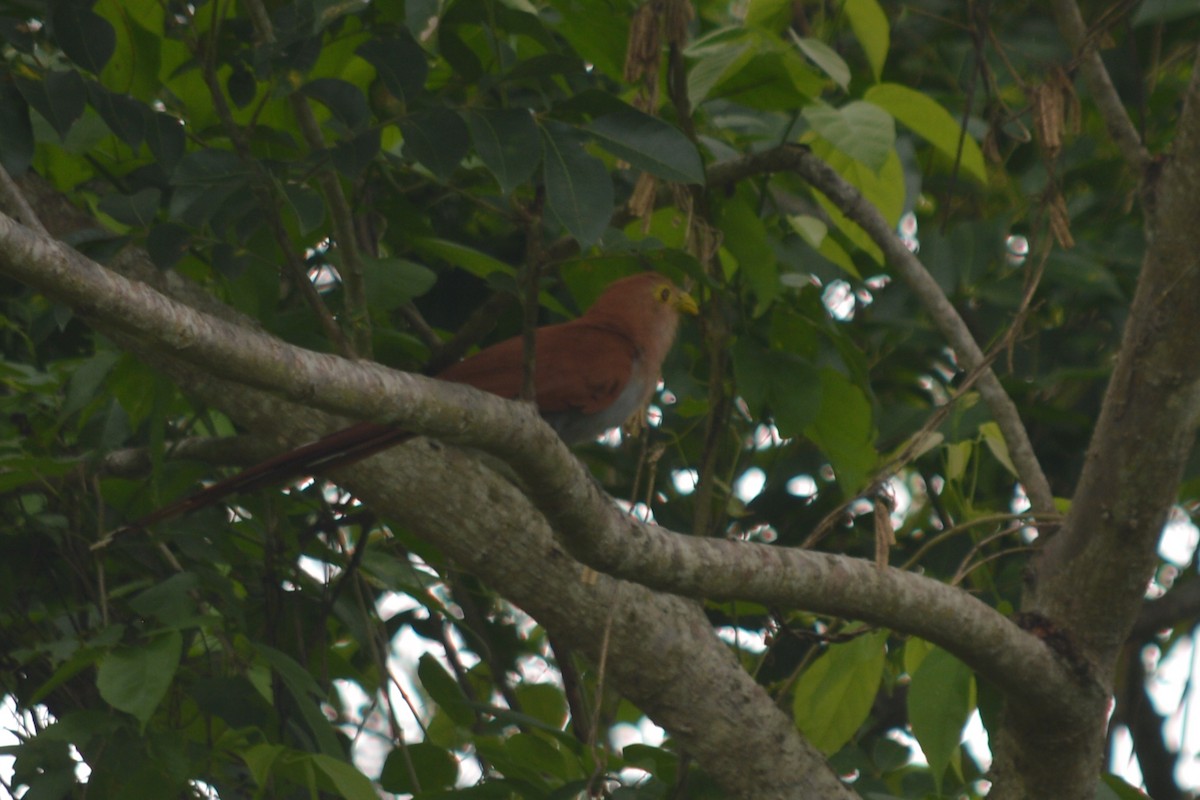 Squirrel Cuckoo - ML448889801