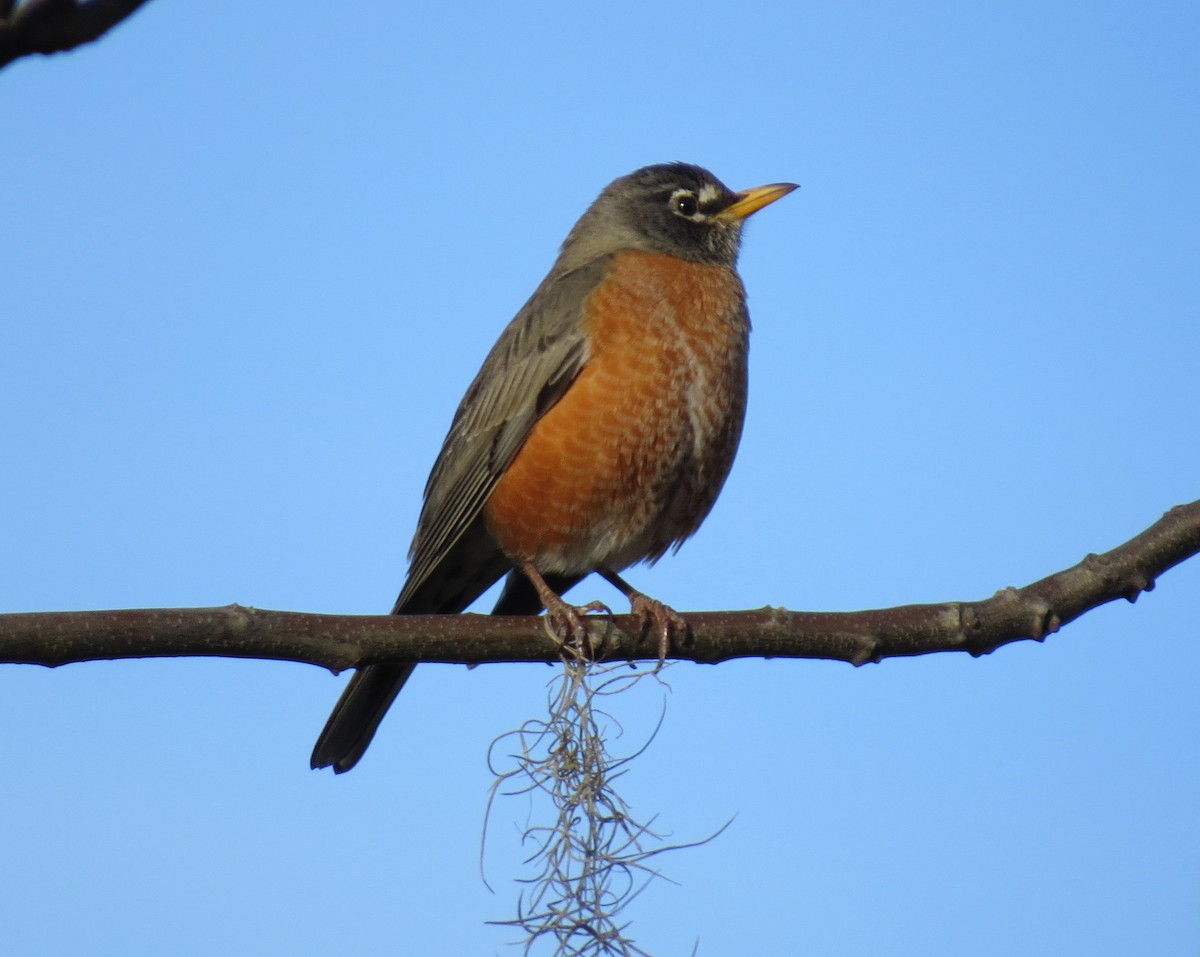 American Robin - ML44889061