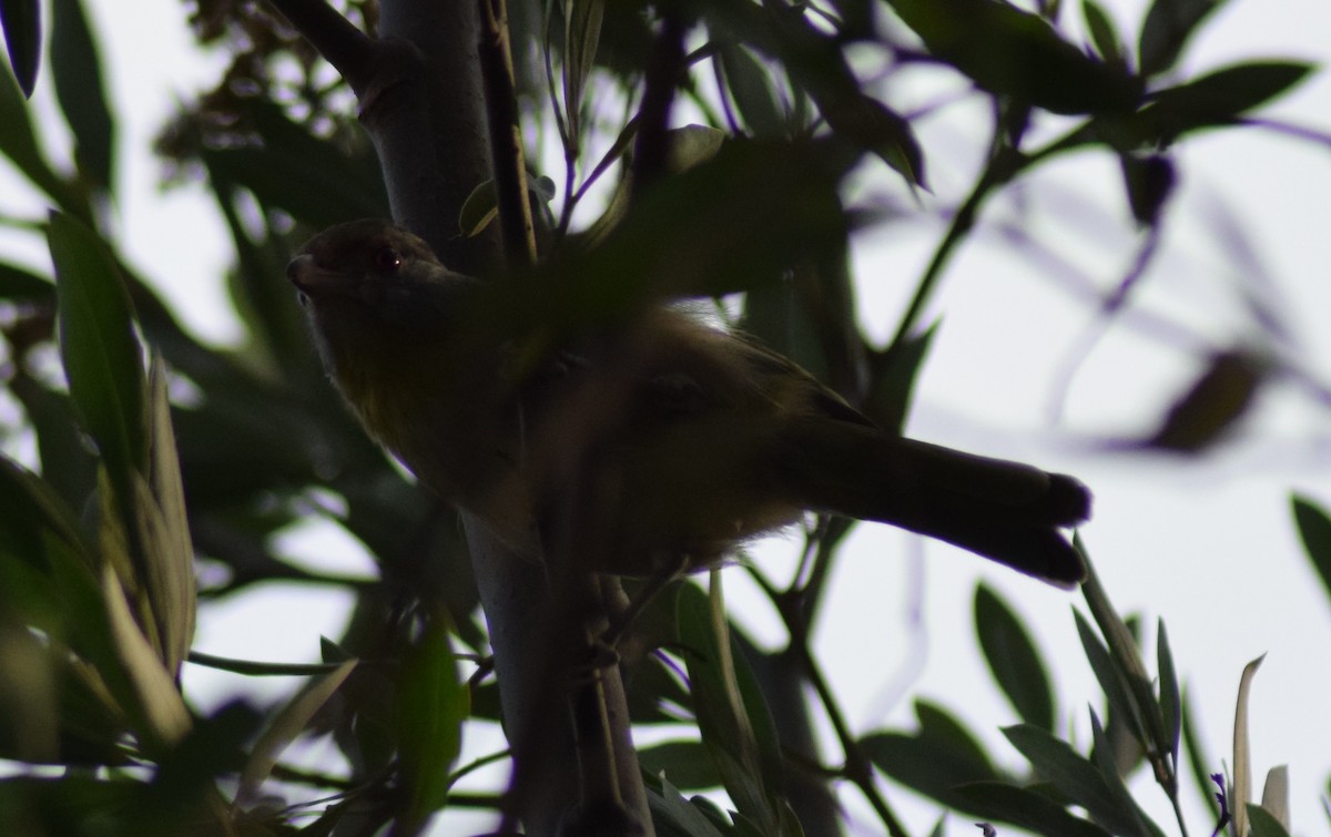 Rufous-browed Peppershrike - ML448890651