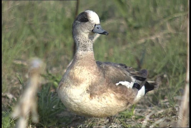 American Wigeon - ML448891