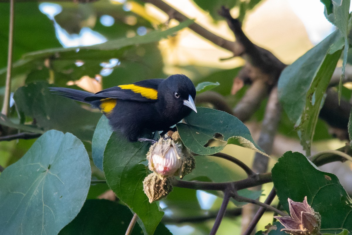 Golden-winged Cacique - ML448891171