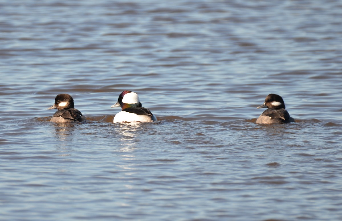 Bufflehead - Jody Shugart