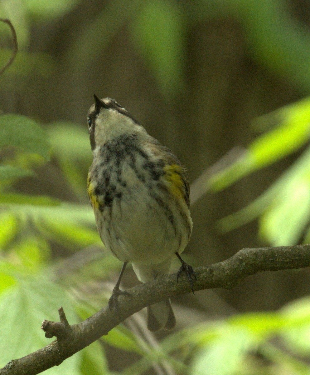 Yellow-rumped Warbler - ML448892451
