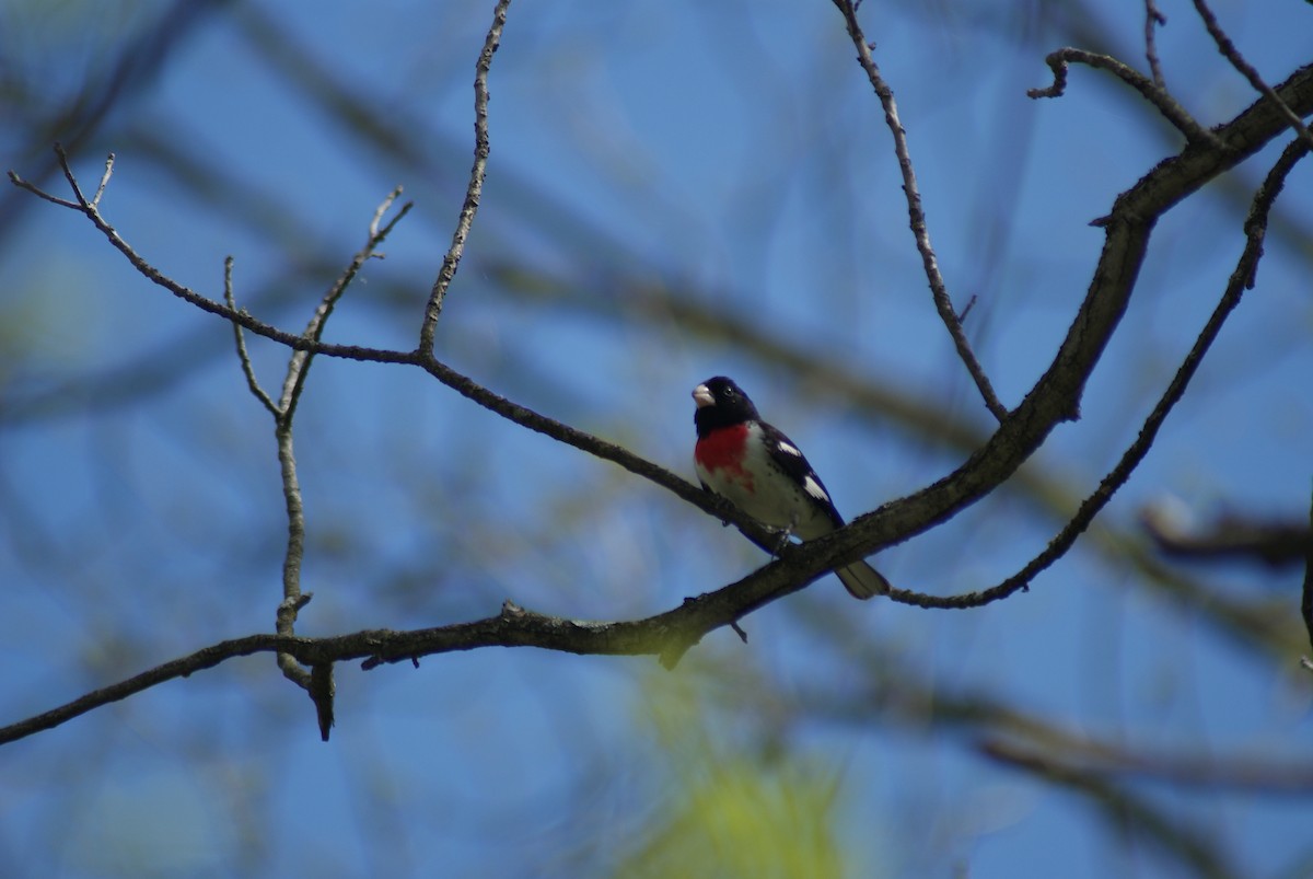 Rose-breasted Grosbeak - ML448892841