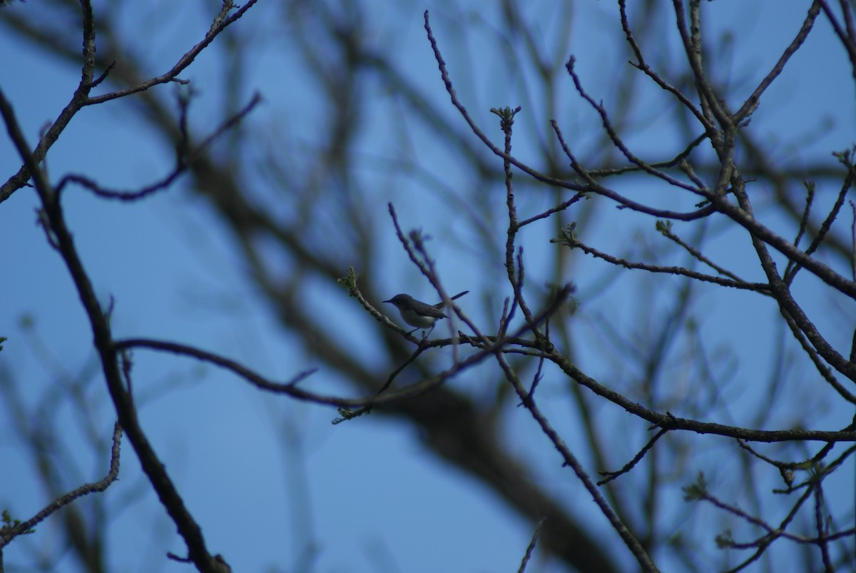 Blue-gray Gnatcatcher - ML448893241