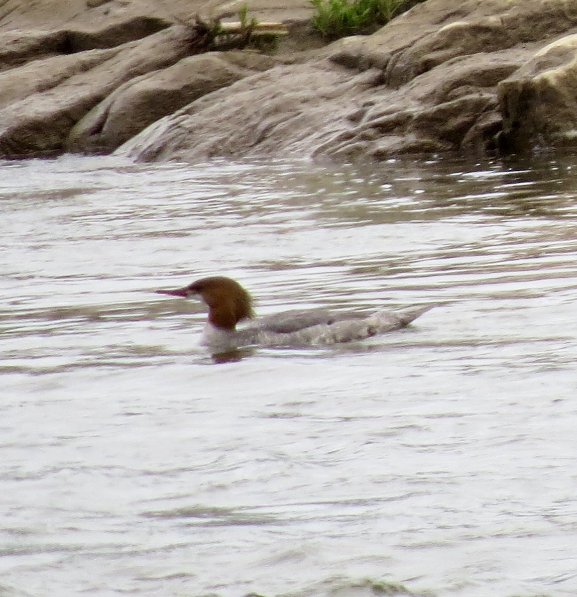 Common Merganser - ML448893351