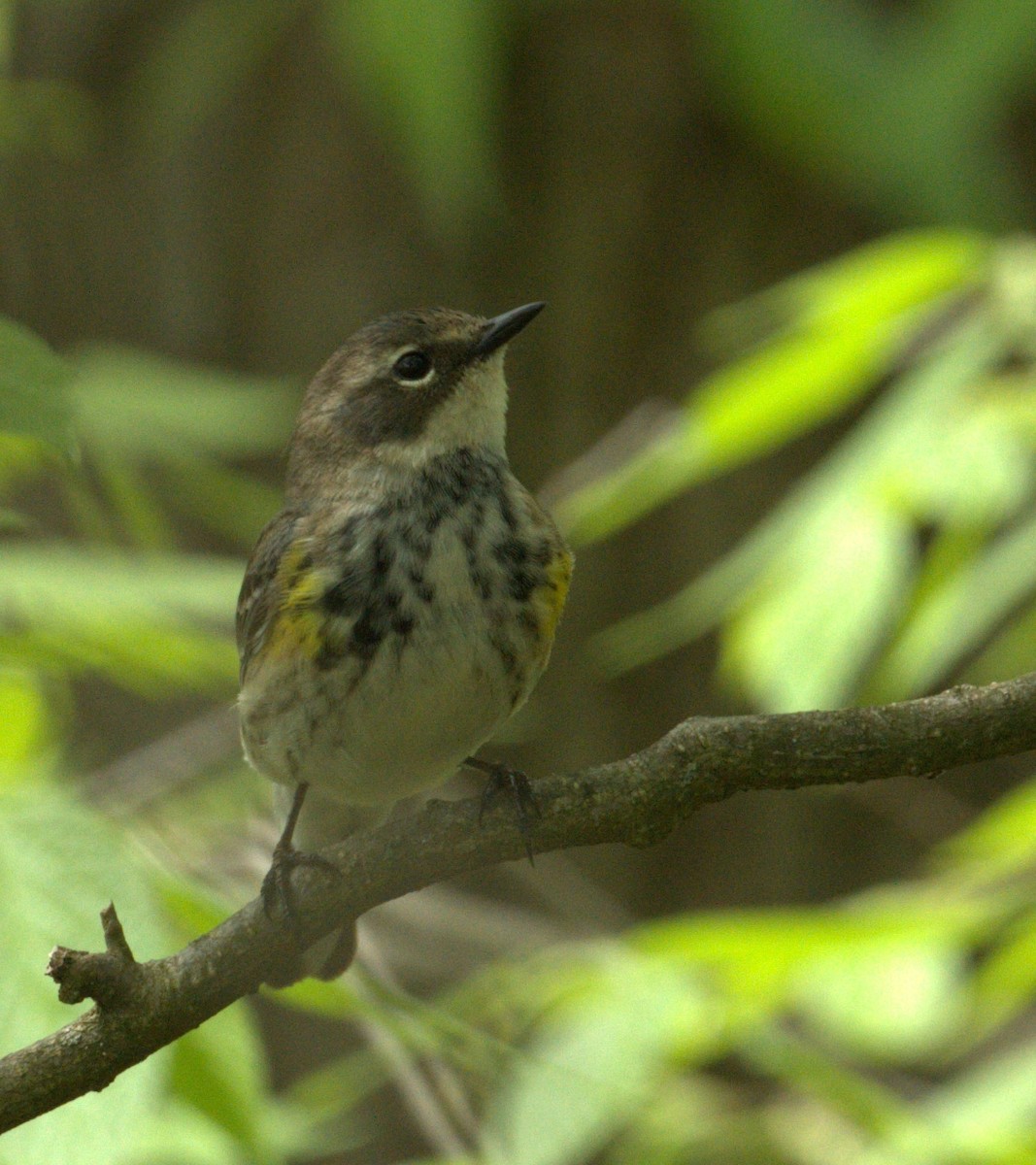 Yellow-rumped Warbler - ML448893371