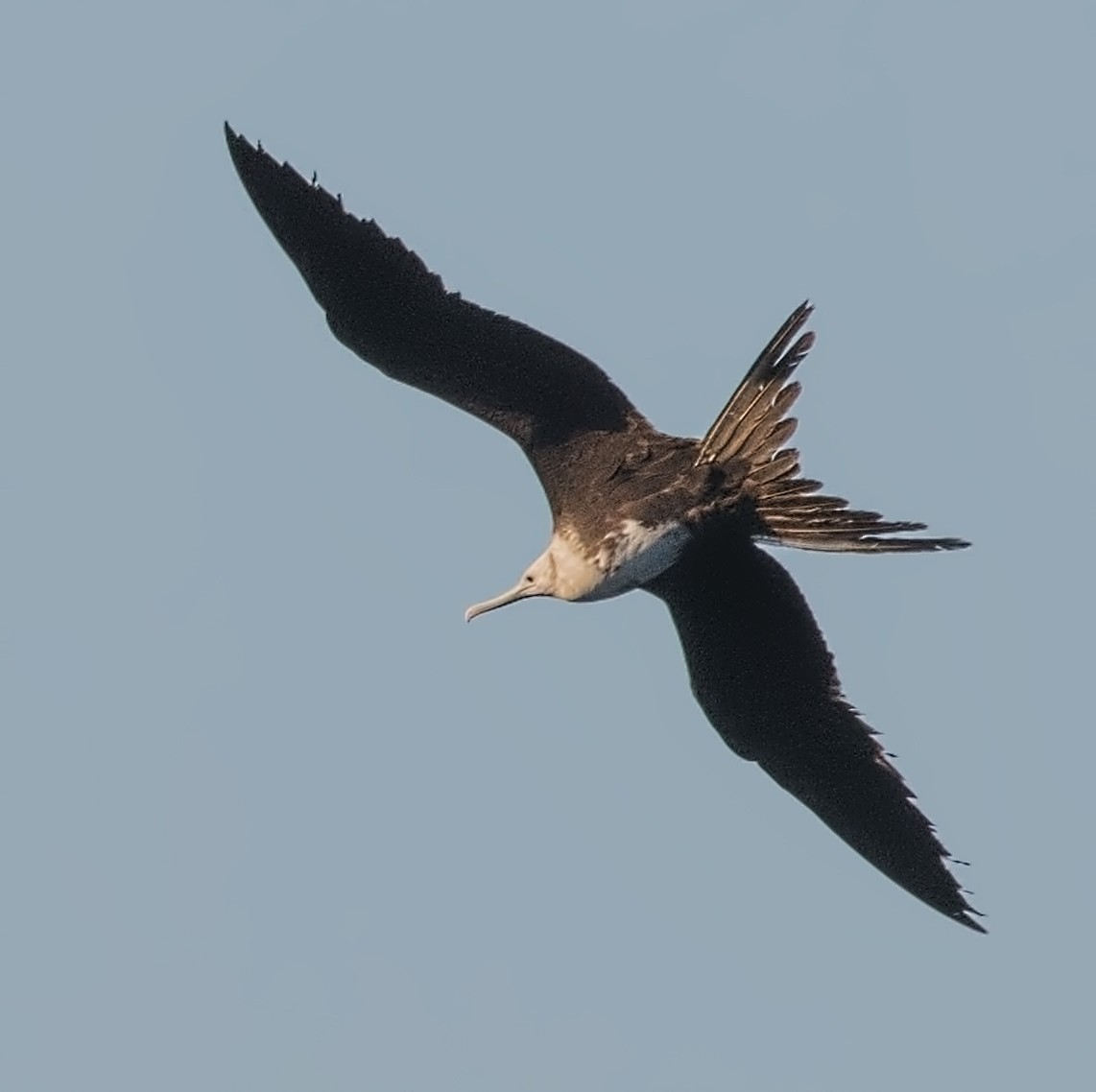 Magnificent Frigatebird - ML448893571