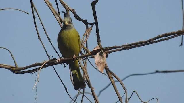 Crested Finchbill - ML448895681