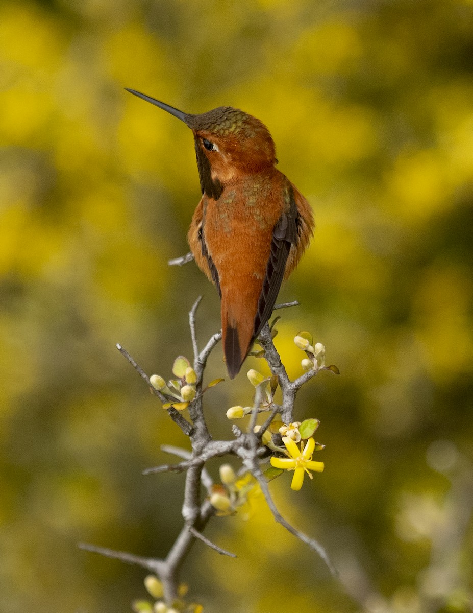 Rufous Hummingbird - ML448899021