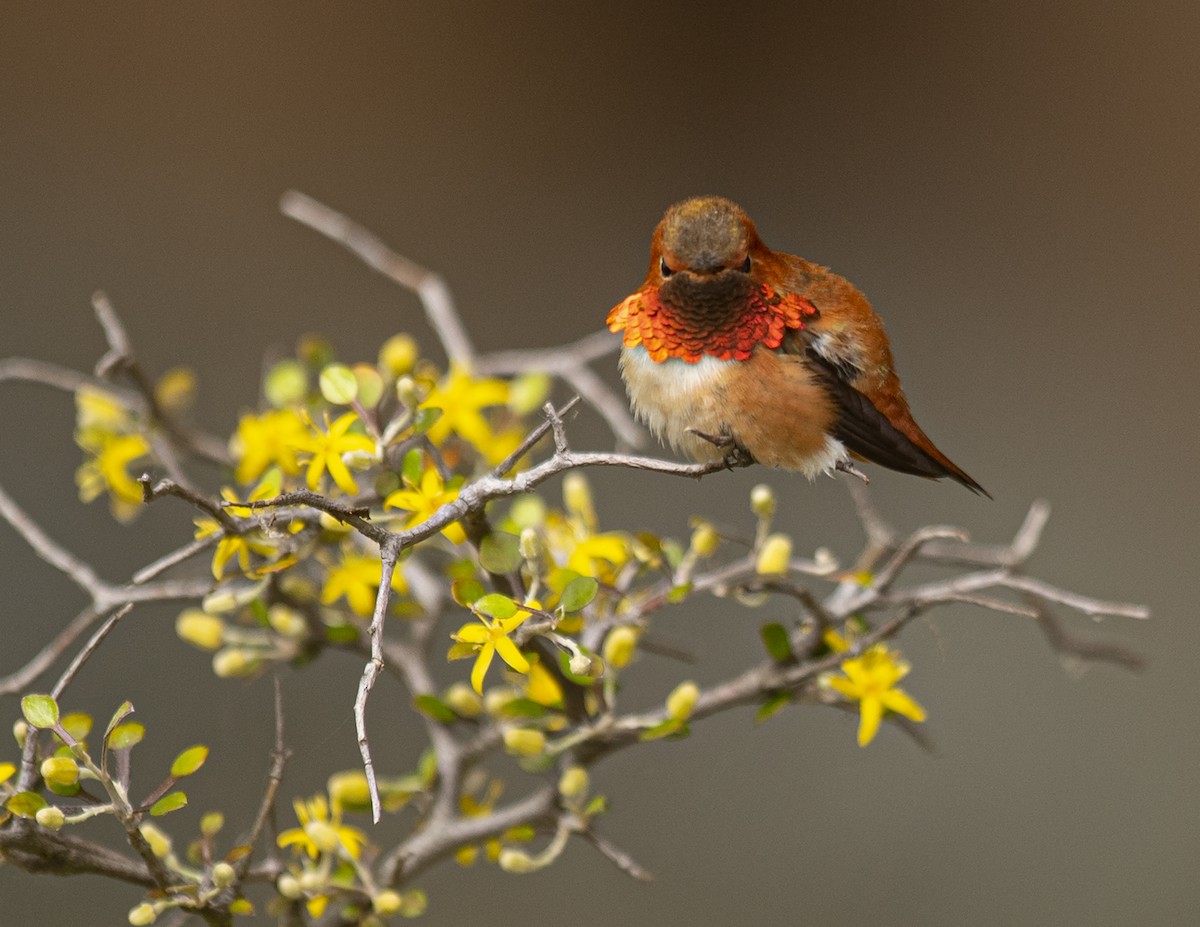 Rufous Hummingbird - ML448899071