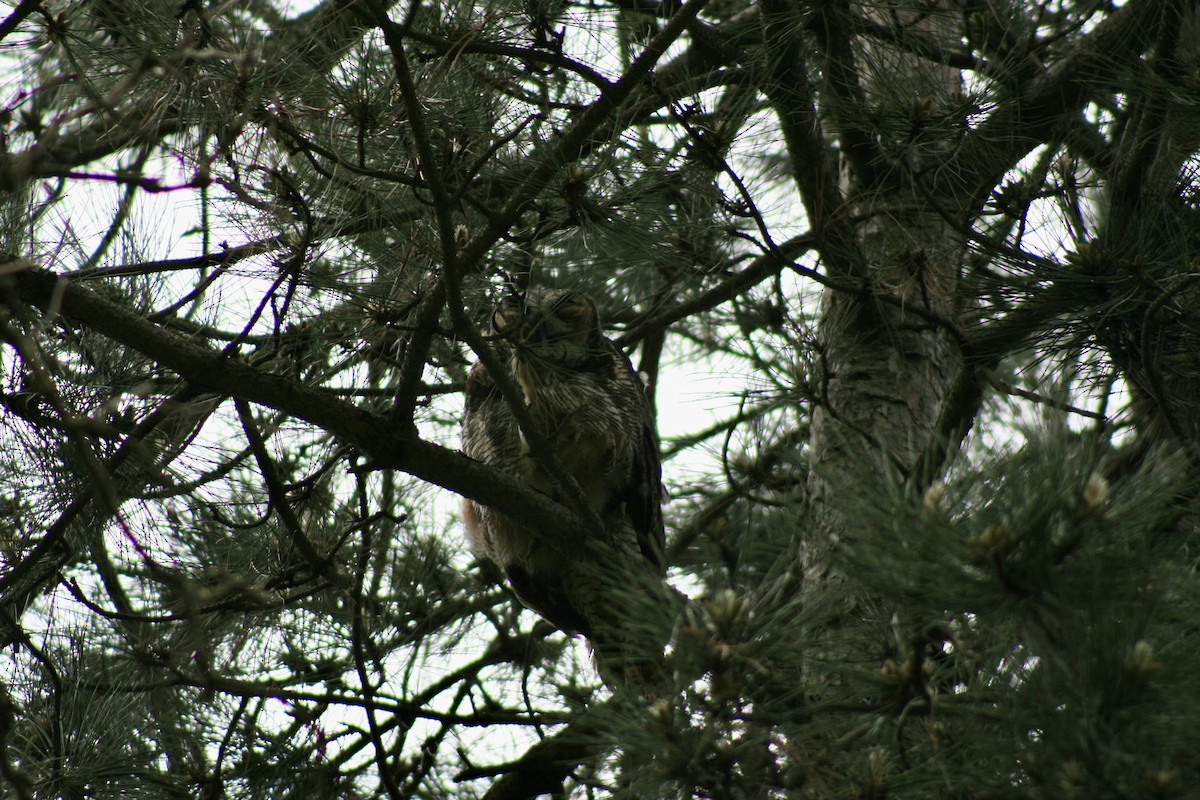 Great Horned Owl - ML448899381