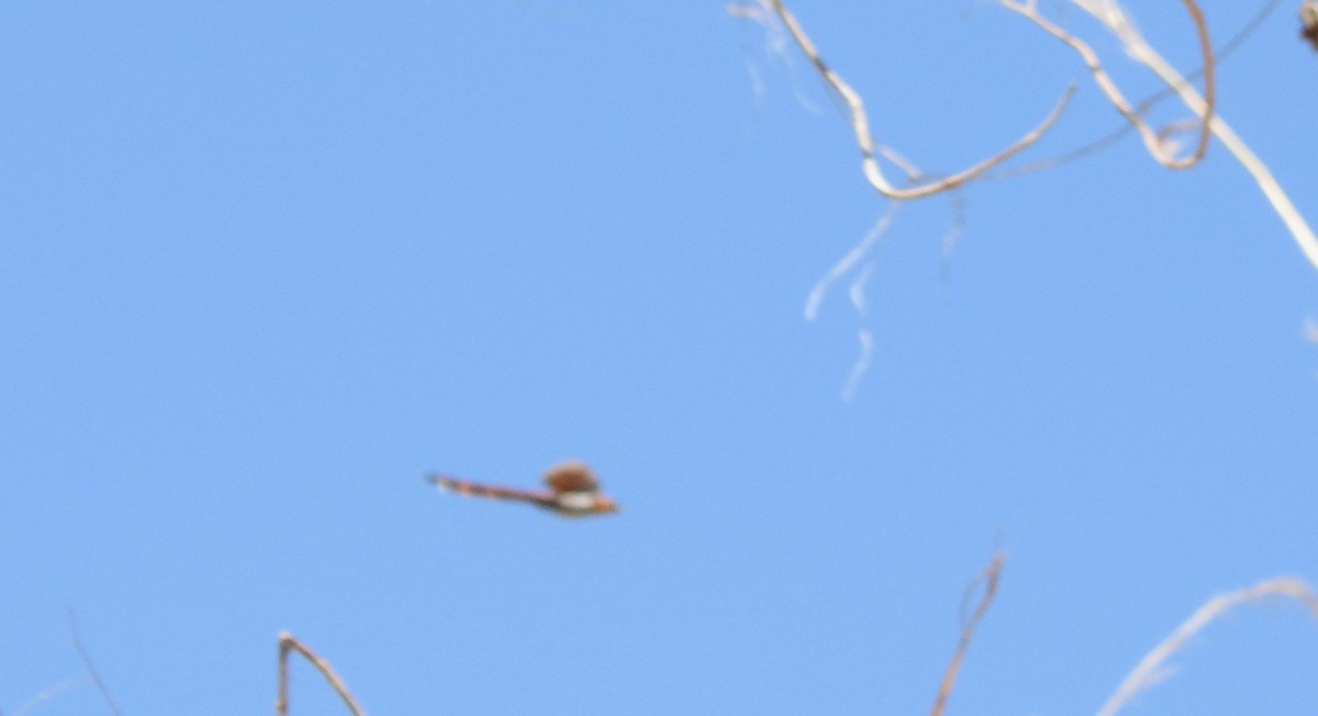 Squirrel Cuckoo - ML448899541