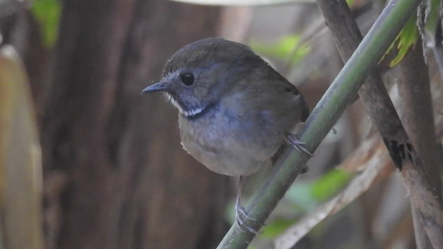 White-gorgeted Flycatcher - ML448902211