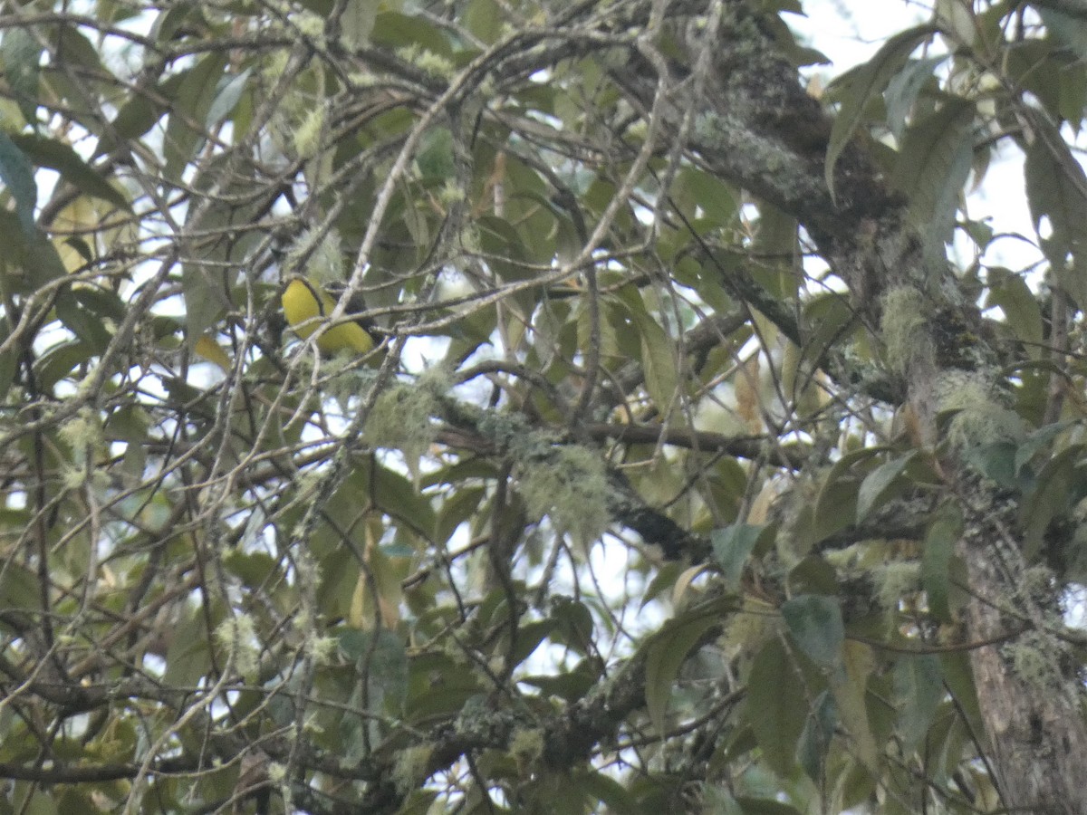 Golden-bellied Flycatcher - ML448903191