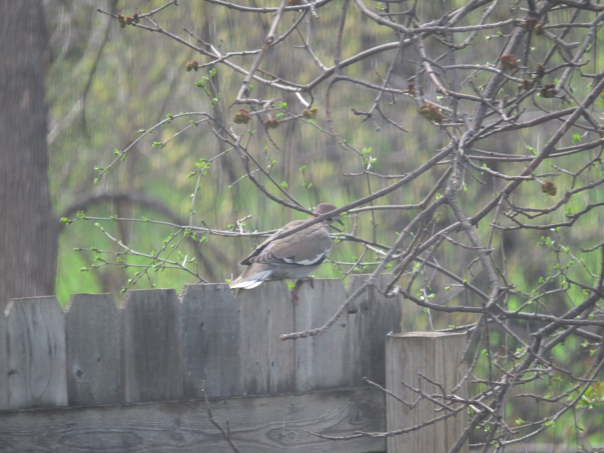 White-winged Dove - Garrett MacDonald