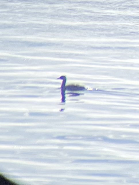 Red-necked Grebe - ML448905011