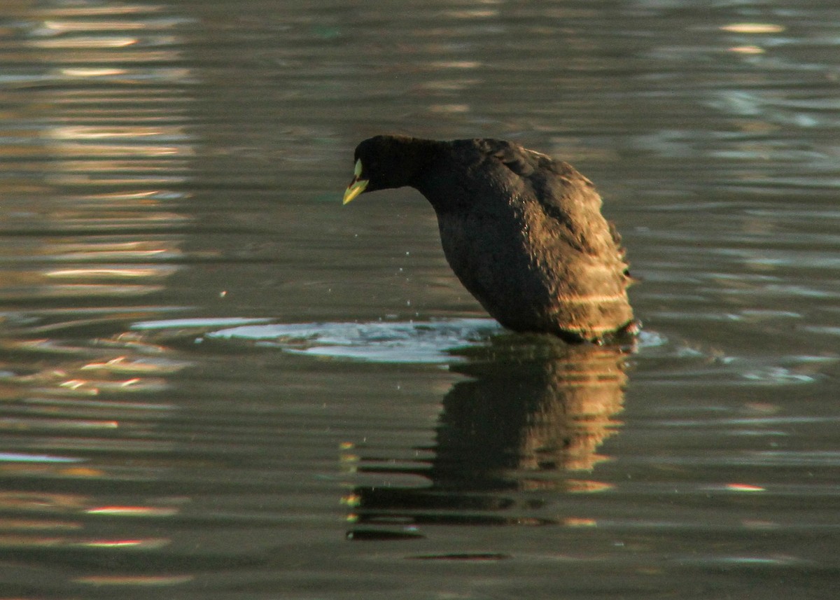 Red-gartered Coot - ML448905321