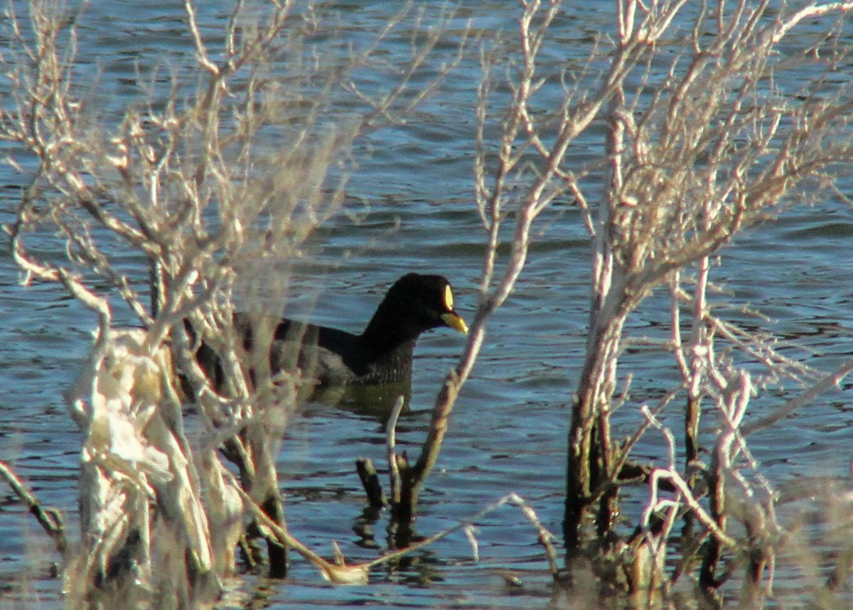 Red-gartered Coot - ML448905351