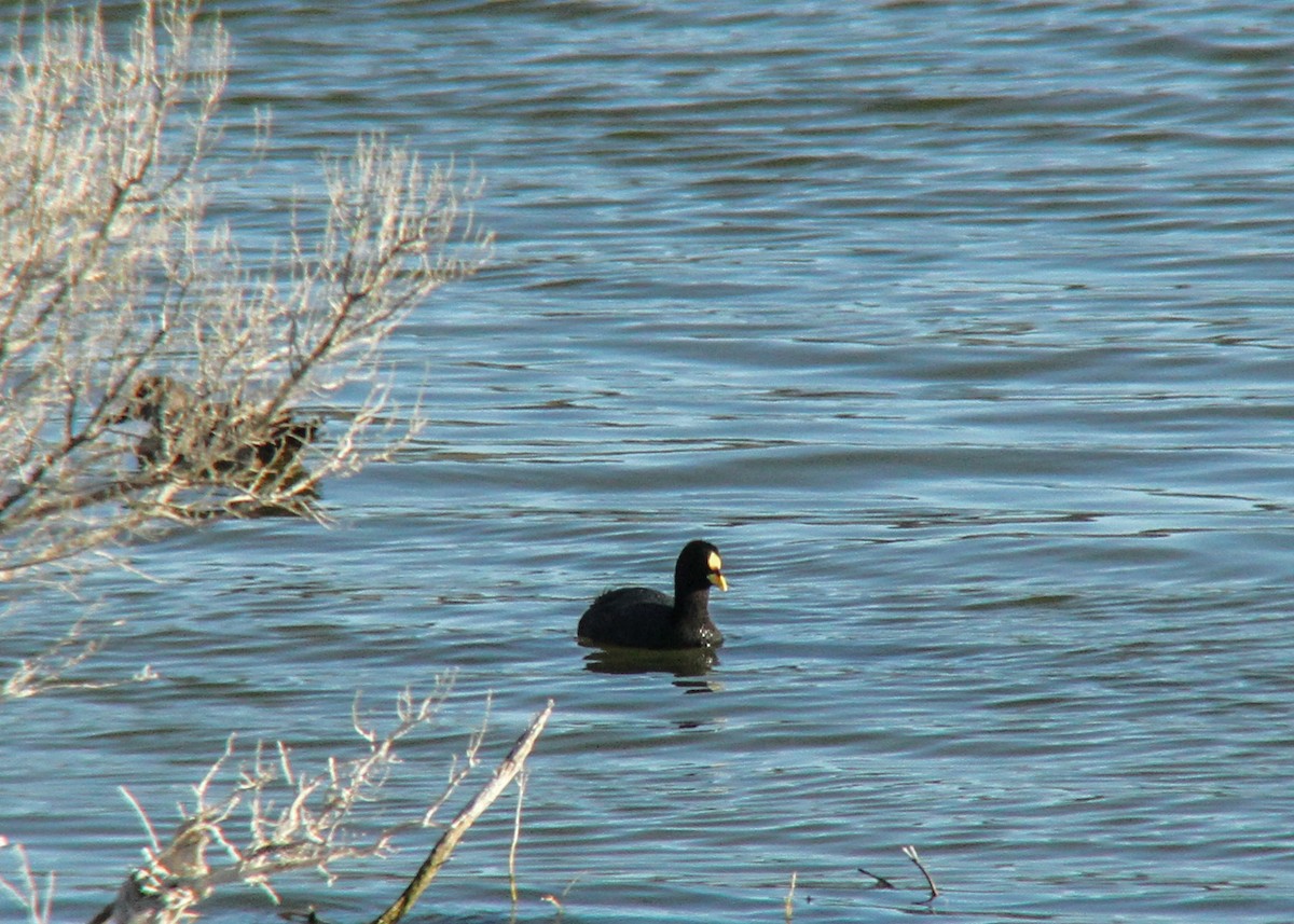 Foulque à jarretières - ML448905361