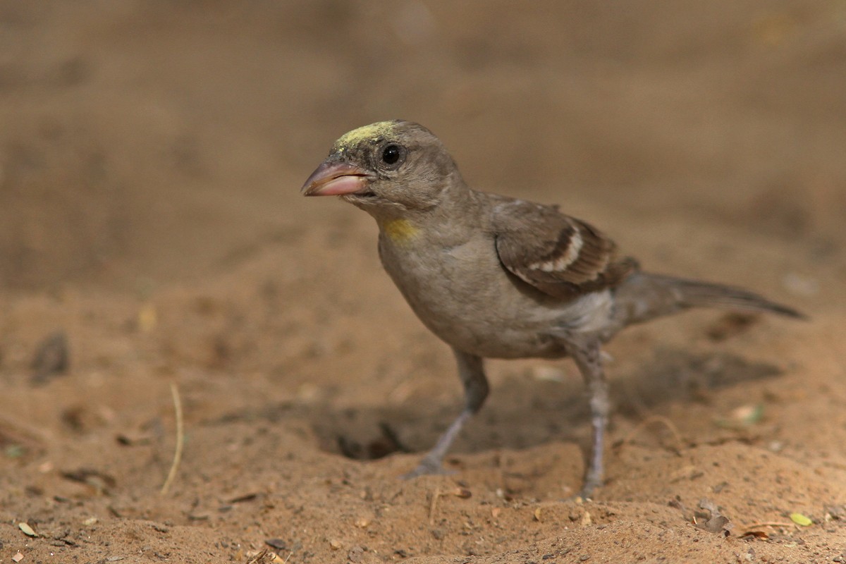 Yellow-throated Sparrow - ML448905561