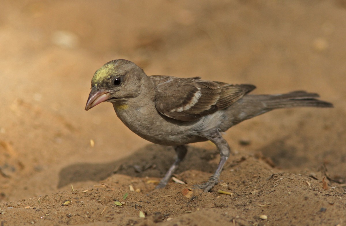 Yellow-throated Sparrow - PANKAJ GUPTA