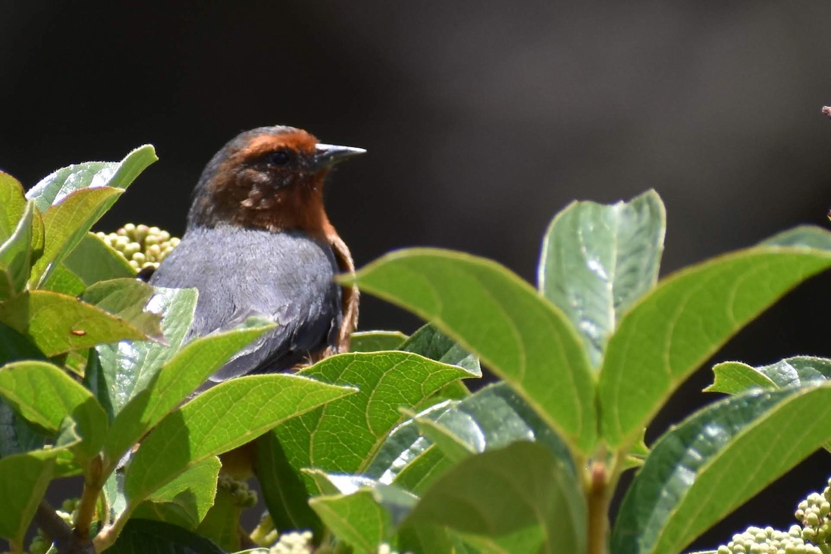 Rufous-browed Conebill - ML448905671